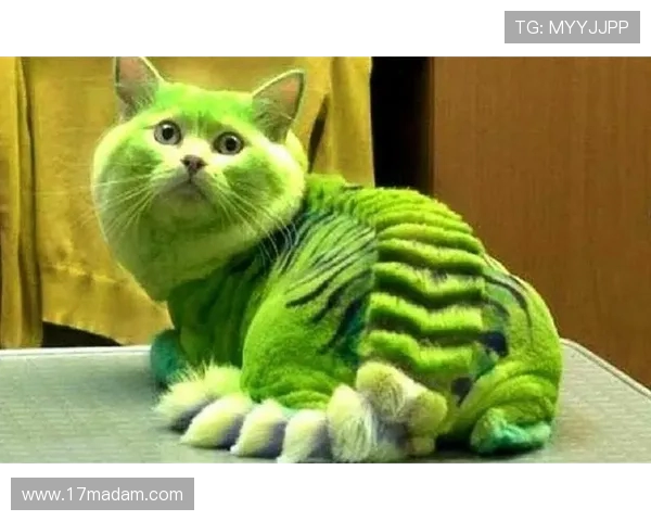 Cat王者引领潮流猫界新风尚打造喵星最强统治力传奇篇章